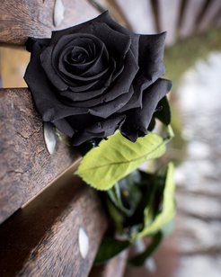 Фото Цветов Черных Роз